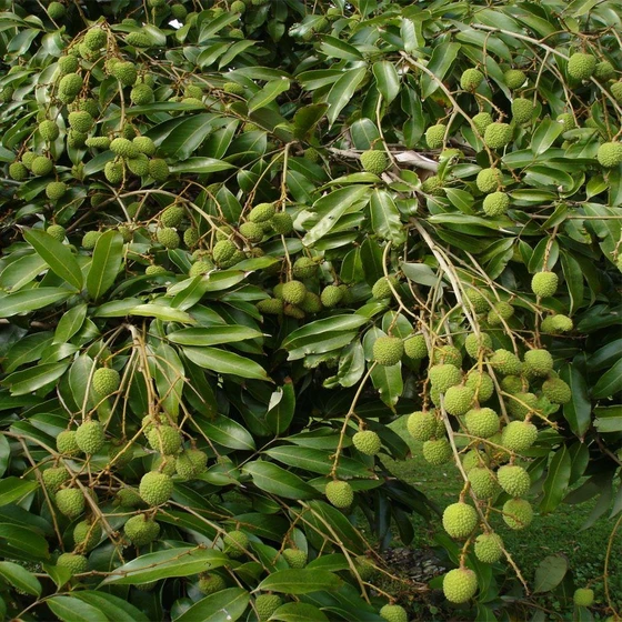 Green Litchi Plant — Compact, round-headed canopy