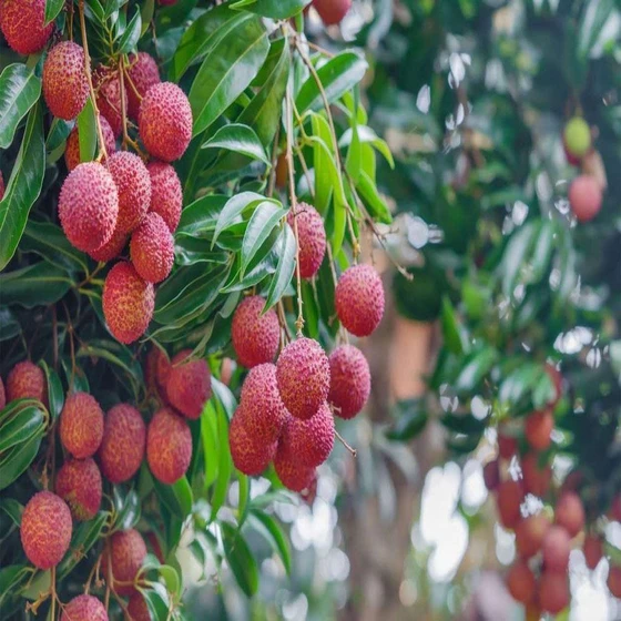 green-litchi-plant-2.webp