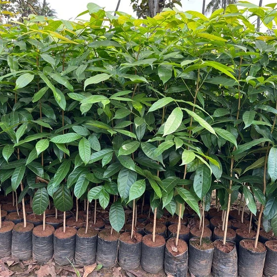 Green Mahogany Plant — Dense, and glossy canopy