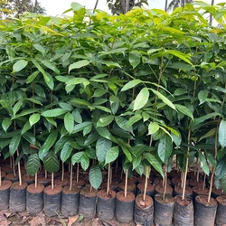 Green Mahogany Plant