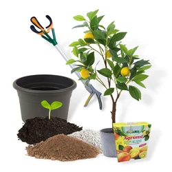 Malta Lemon Plants