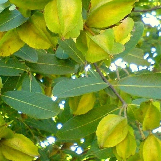 arjun-fruit-plant-1.webp