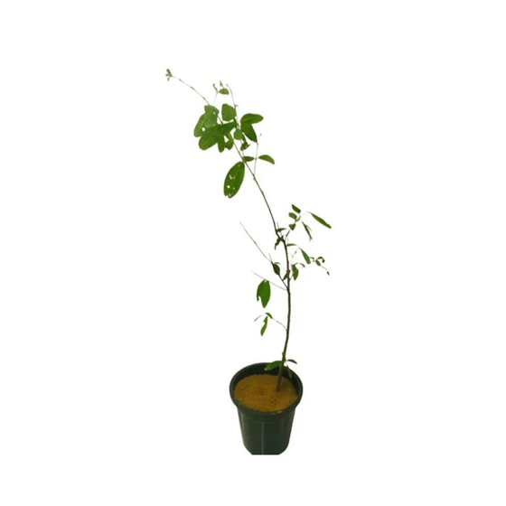 arjun-fruit-plant-2.webp