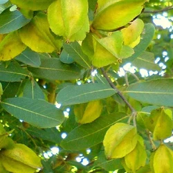 Arjun Fruit Plant