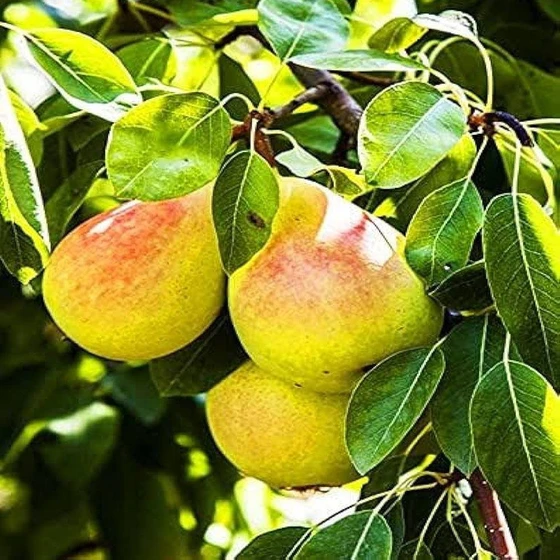 Pear Fruits Plant — Grown any environmental types