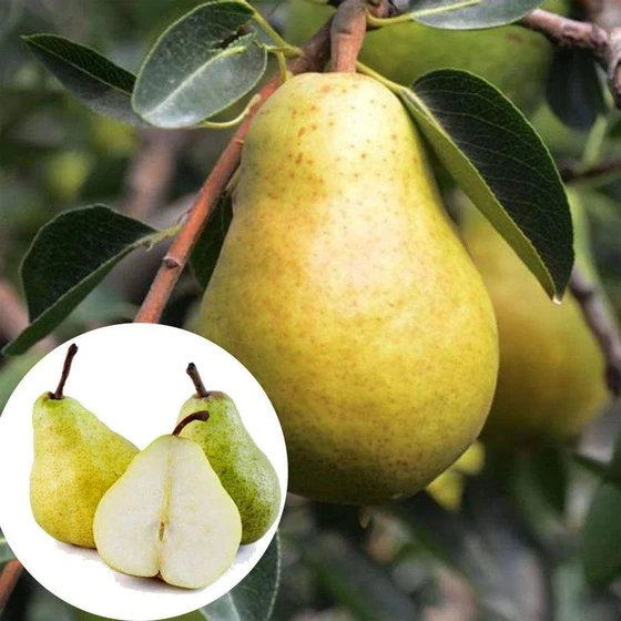 pear-fruits-plant-2.webp