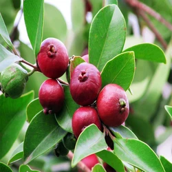 Guava Fruit Plant
