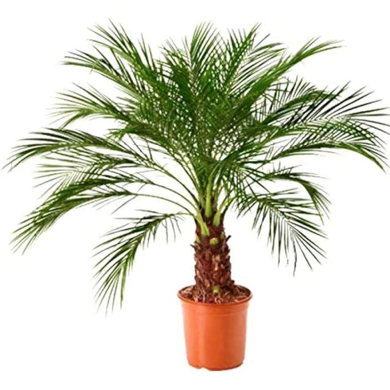 date-palm-trees-2.webp