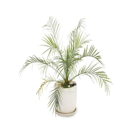 Date Palm Trees