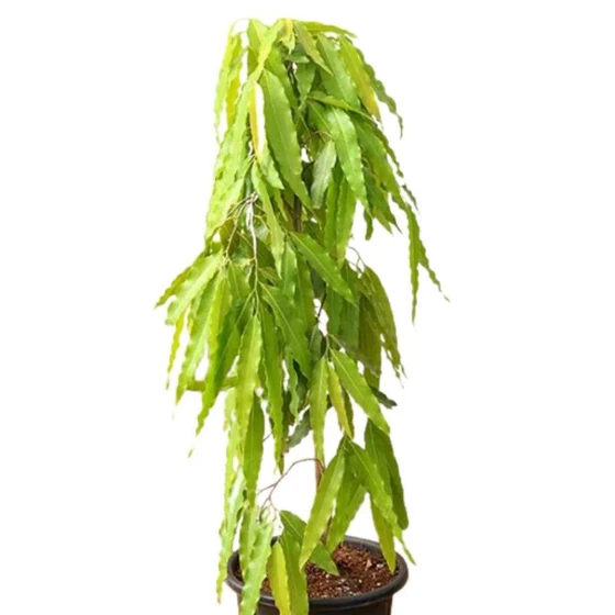 Green Ashoka Plant — Wide canopy of dense foliage