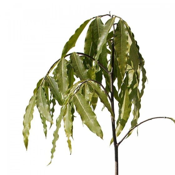 green-ashoka-plant-2.webp