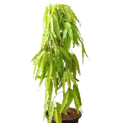 Green Ashoka Plant