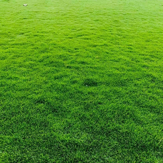 natural-green-grass-1.webp