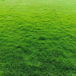 Natural Green Grass