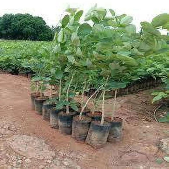 Green Sandalwood Plant — Most valuable plant species