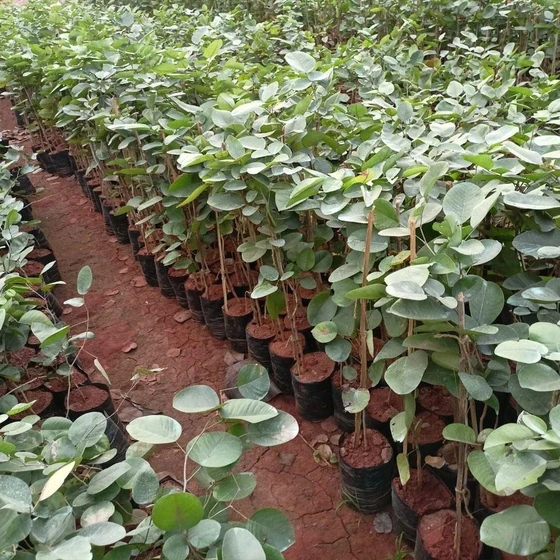 green-sandalwood-plant-2.webp