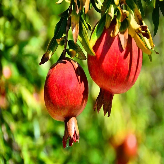 natural-pomegranate-plant-1.webp