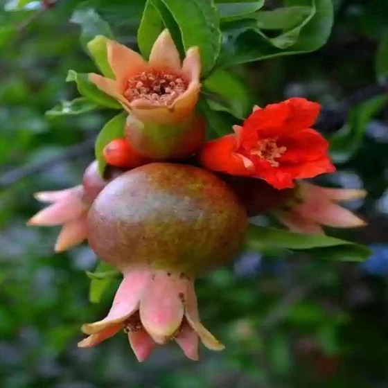 natural-pomegranate-plant-2.webp