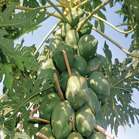 natural-papaya-plants-2.webp
