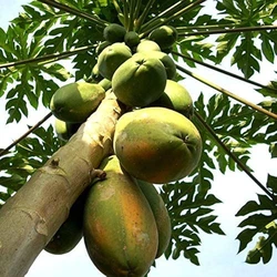 Natural Papaya Plants
