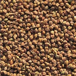 Desi Kala Chana