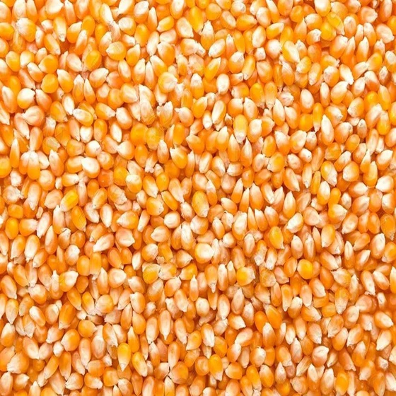 Maize Organic Grain — Eat well stay healthy