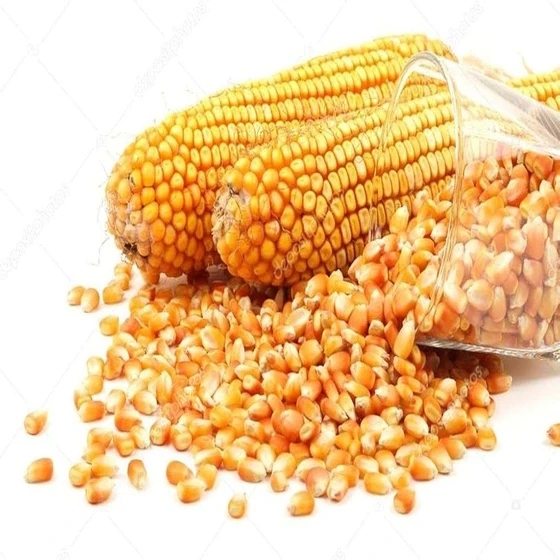 maize-organic-grain-2.webp