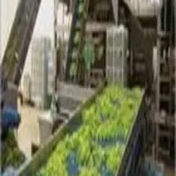 Tomato Puree Processing Plant, Installation Available