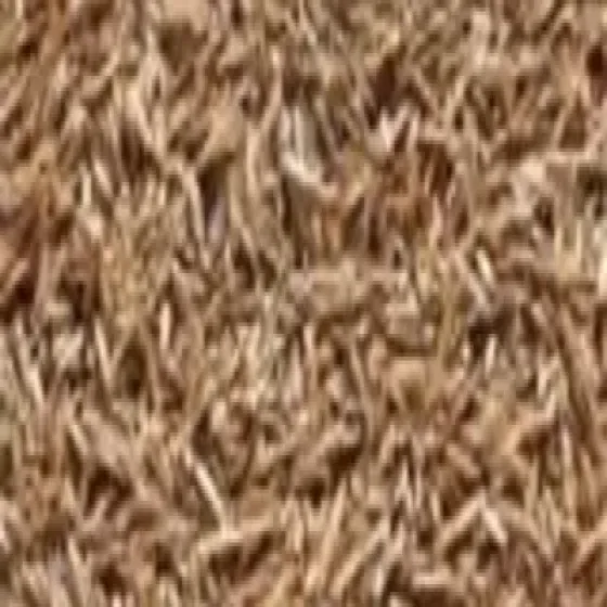 manufacturers-grass-seedling-UaIVeRlb.webp