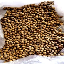 Brown Coriander Seed
