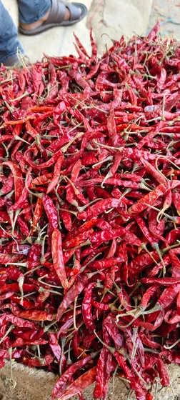 Teja Chillies — Teja s17 export quality available
