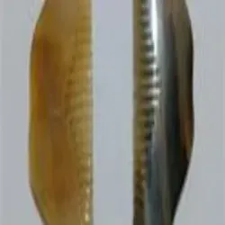 Disposable wooden Fork, UsageApplication Restaurant