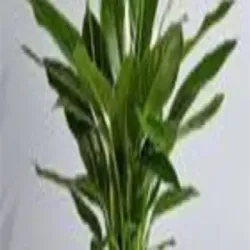 Sand Preparation Plant, UsageApplication industrial