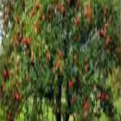 Dragon Fruit, Brand Shanta Baa Ni Vadi