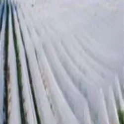 V AGRITEX MUSKMELON CROP COVER, Packaging Type Bundles
