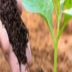 Azolla Bed, Target Crops All Crops