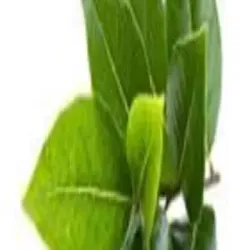 Henna Leaves, Quality Standard