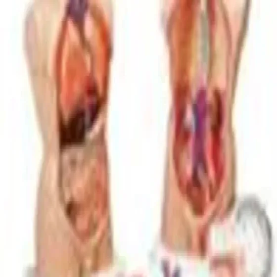 manufacturers-human-anatomy-model-zxXuQj24.webp