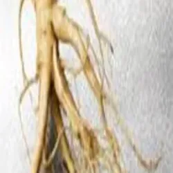 Ayurvedic Samudra Phal, UsageApplication For Medicinal Use