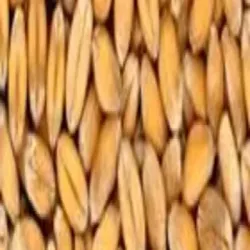 Dried Harsingar Seed, UsageApplication Agriculture