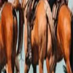Equestrian Products, Brand PROTEAM OR Customers Choice