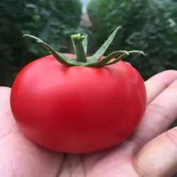Tomato Seeds, Type Hybrid
