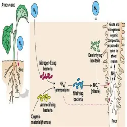 Azospirillum Culture, Target Crops All Crops
