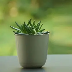 Senecio Radicans - String of Bananas, UsageApplication Decoration