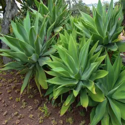 Succulent Plant, Other Necessity Full Sun Exposure