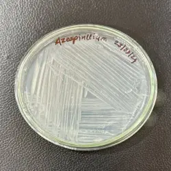 Azospirillum Dextrose Base, Target Crops All Crops