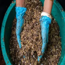 Poultry Manure, UsageApplication Agriculture