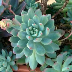 Haworthia Koelmaniorum, Product Type Echeveria Chroma Plant