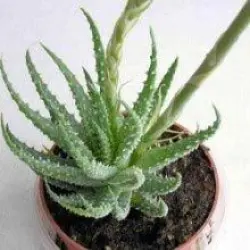 Succulent Plant, Fully Grown Height Max 3 feet