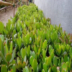 Aptenia Cordifolia Verigated -Baby Sunrose Bare Rooted, Color Pink